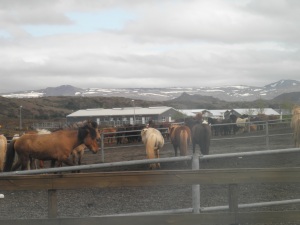Horse riding centre near Reykjavik